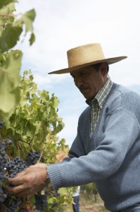 Weinproduzent in Chile